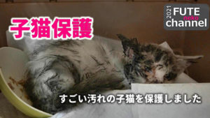 【朗報】粘着剤でベトベトになった子猫ちゃん、心優しいYoutuberに偶然拾われる