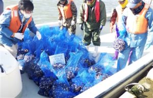 熊本県産ハマグリ、産地偽装してないのに大量返品される「正真正銘の熊本産なのに…残念だ…」　アサリ産地偽装の風評被害で★4  [スペル魔★]